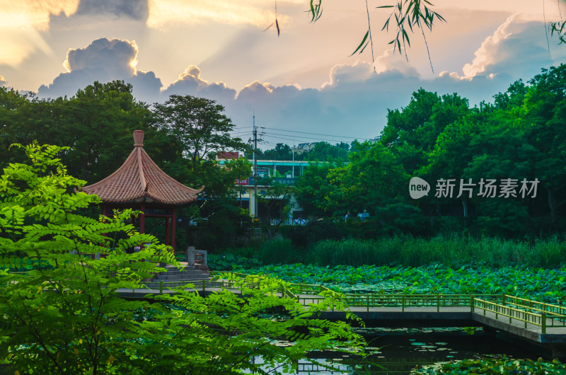 青岛中山公园的小西湖夏季黄昏风景