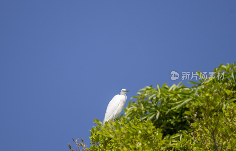 深圳湾公园的白鹭