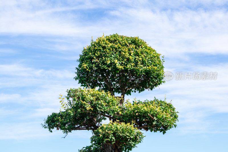 蓝天下的景观树木园艺造型