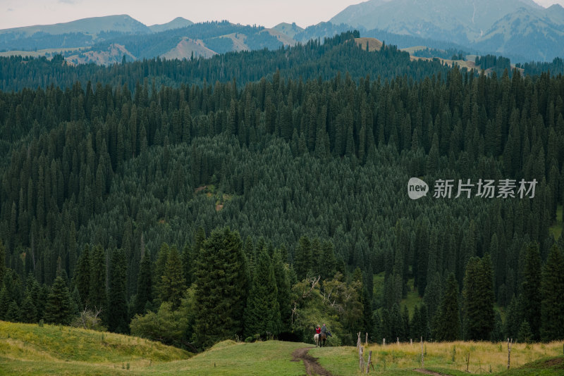 连绵的山脉及成片的杉林