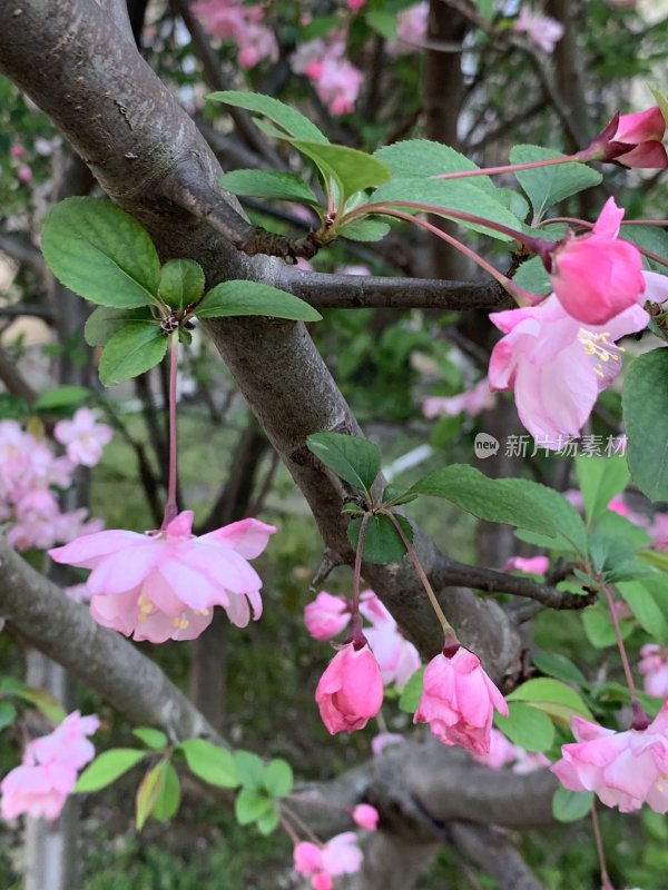 春日里盛开的海棠花