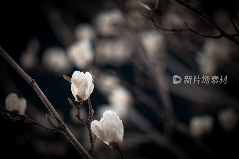 夜晚的白玉兰花卉特写