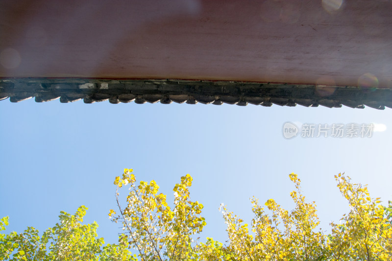 故宫红墙与秋天黄叶