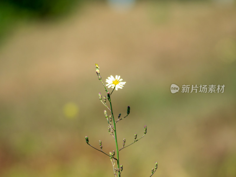 一株翅果菊