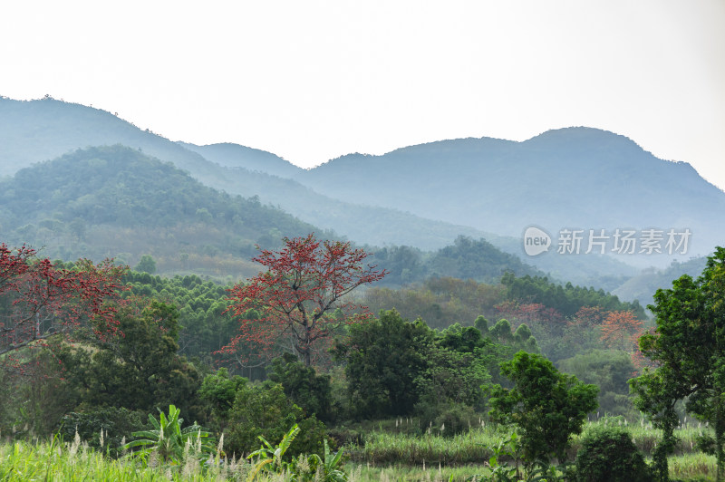 昌江木棉花稻田风景