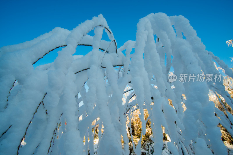 覆雪树枝与蓝天景象