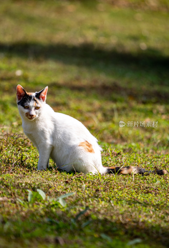 草地上的三色花猫