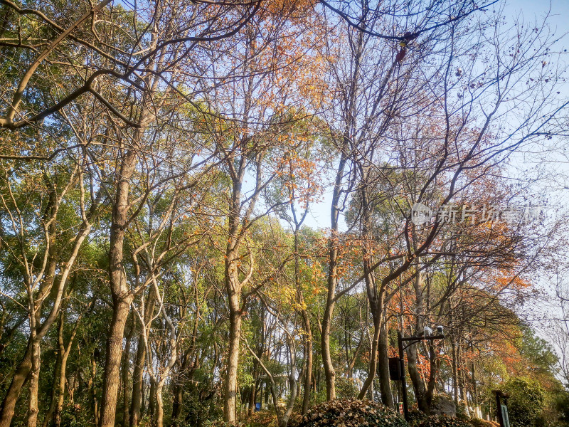 风景秋色树枝树叶植物摄影图