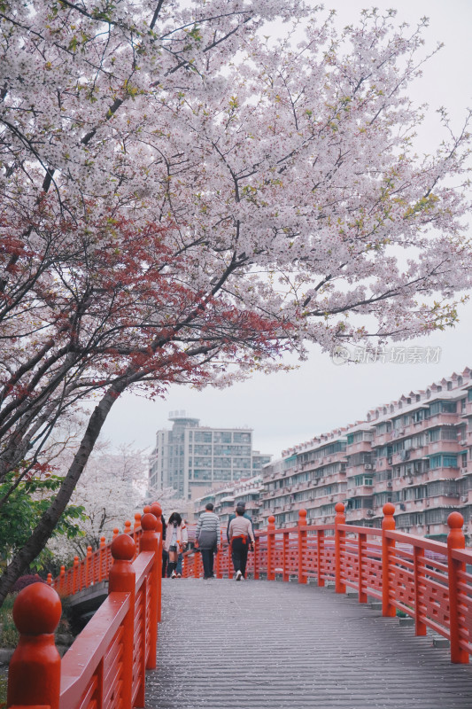 春天开满了樱花的宁波樱花公园