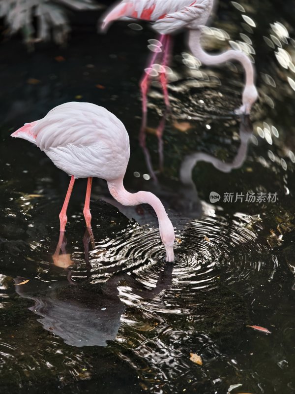 火烈鸟在水中觅食的场景