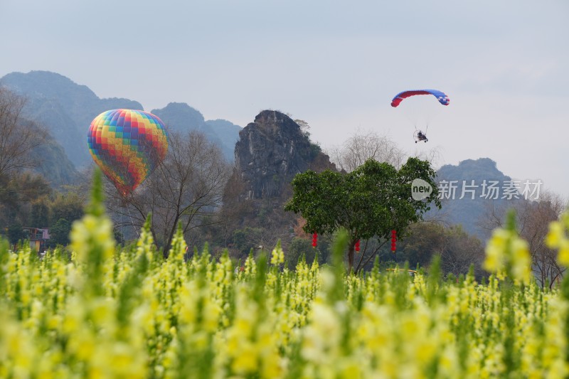 金鱼草缤纷花海