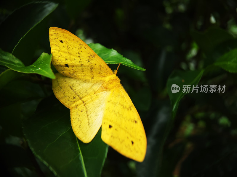 原始森林里一只黄色蝴蝶展开翅膀落在绿叶上