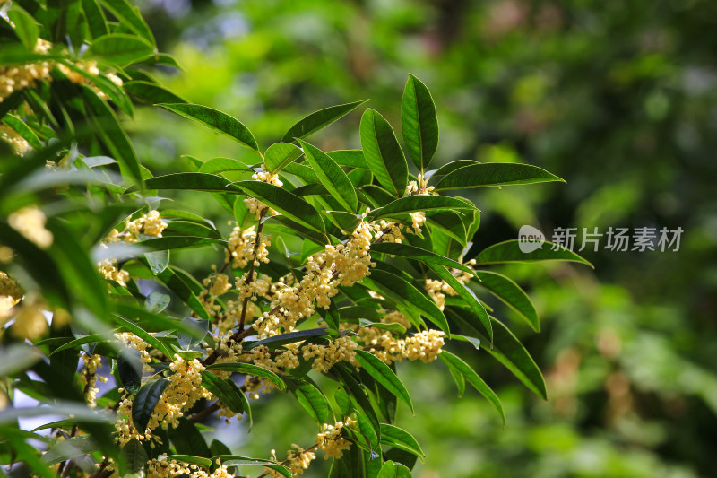 金秋时节桂花盛开