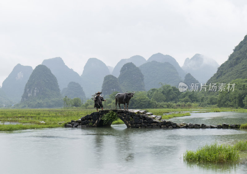 广西桂林状元桥老人牵牛放牧意境风光