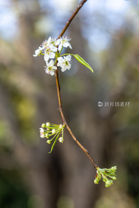 春天豆梨花