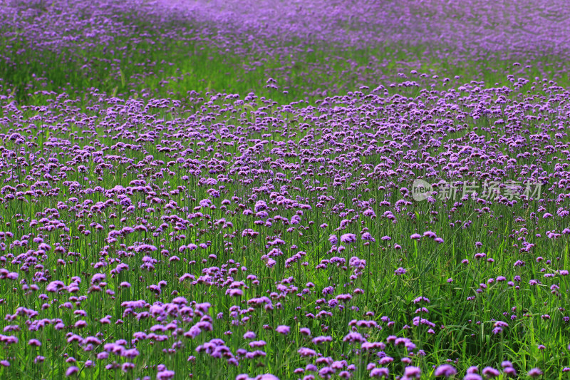 全画幅紫色野花背景