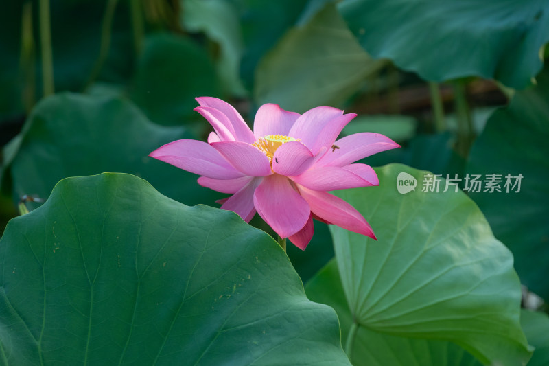 夏日池塘荷花