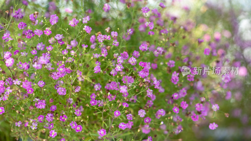 植物满天星特写