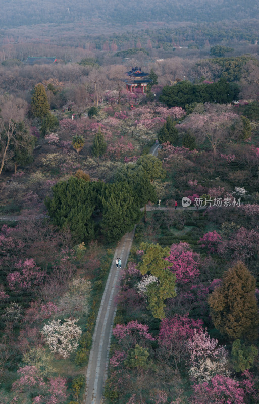 俯瞰赏梅步道，两旁树木花朵相映成趣