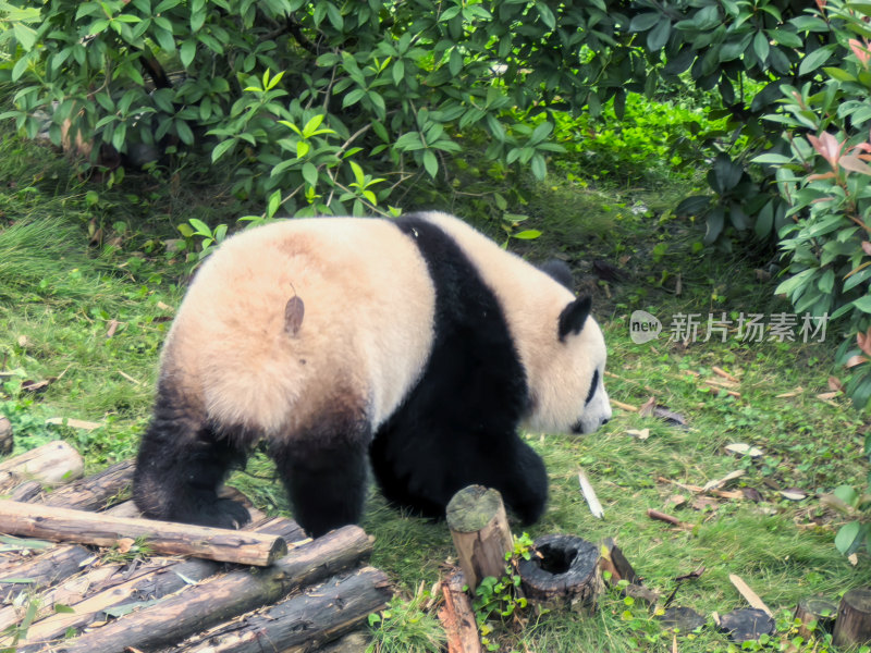 成都大熊猫繁育研究基地的大熊猫