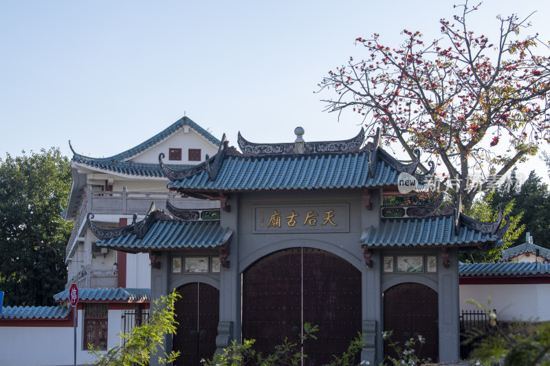 春天南粤盛开的木棉花