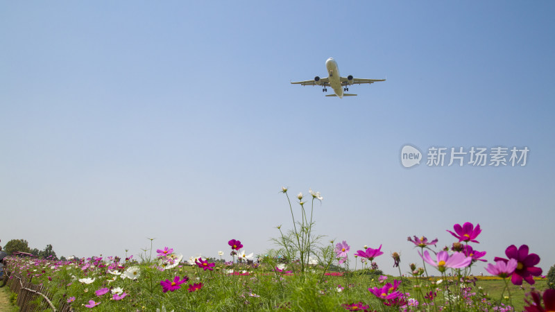 成都空港花田