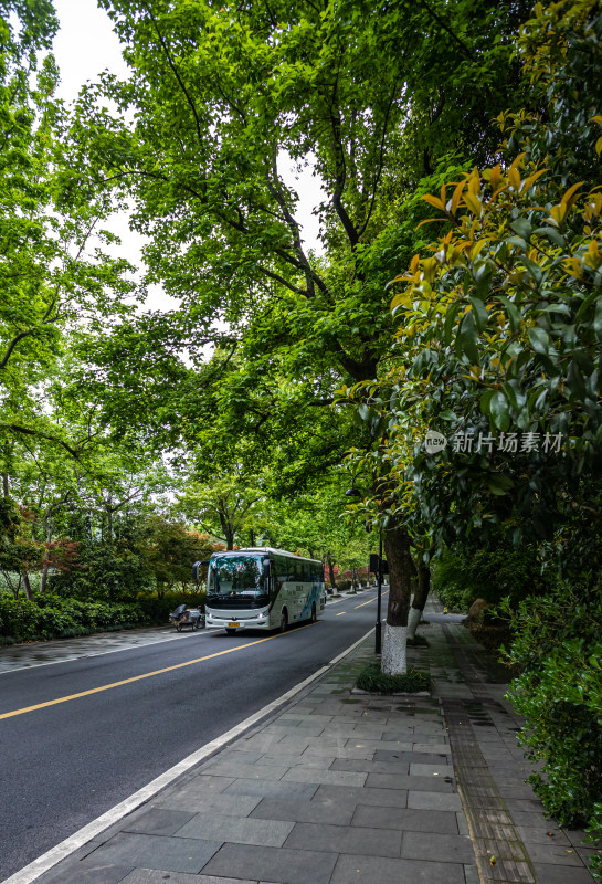 杭州西湖杨公堤道路春色景观