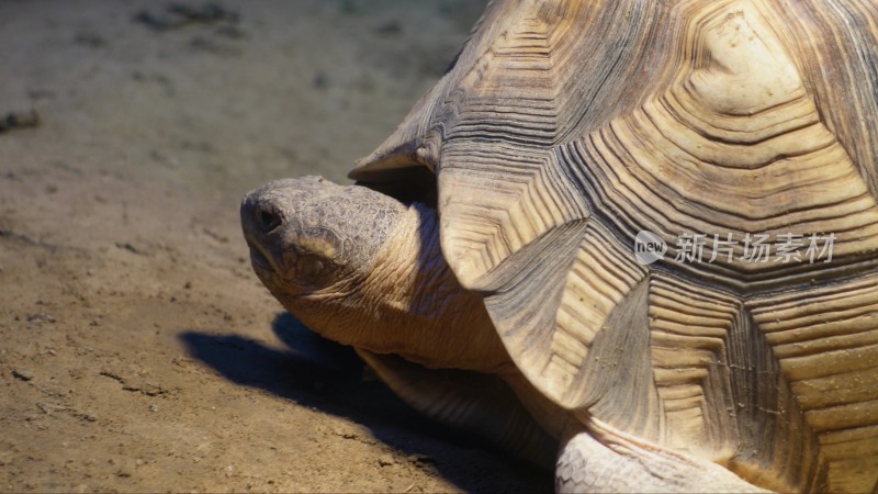 象龟乌龟爬行动物辐射龟宠物龟