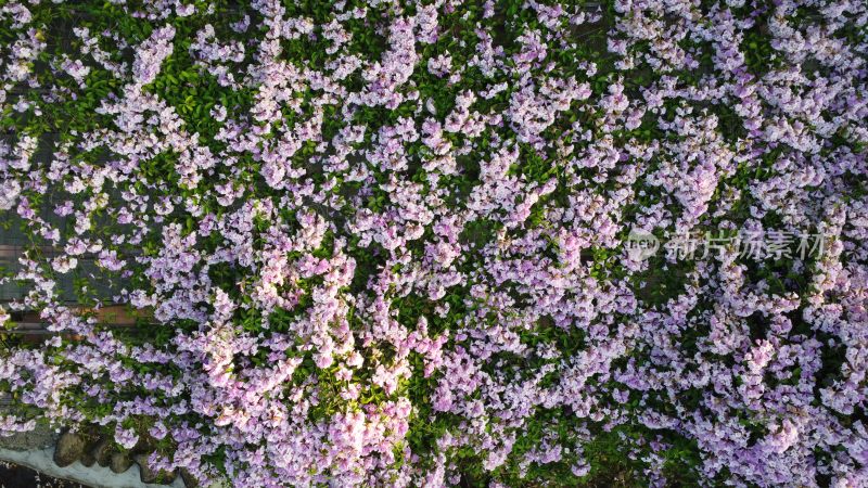 广东东莞：蒜香藤花开