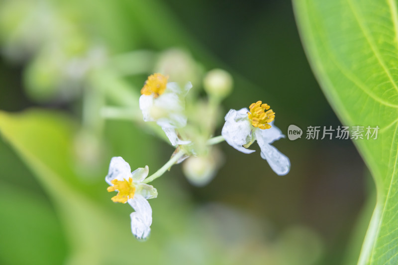 水生植物生态摄影