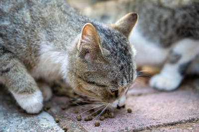 吃猫粮的小猫咪