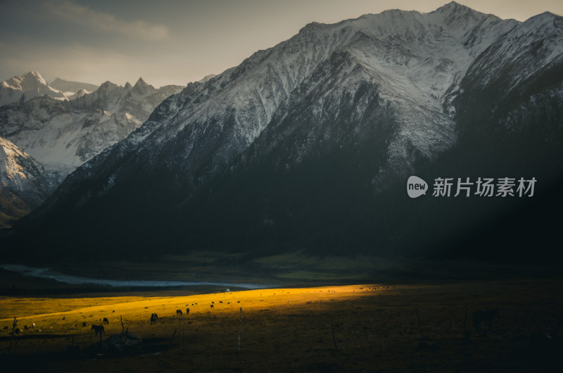 新疆天山山脉下的雪山河谷森林自然风景