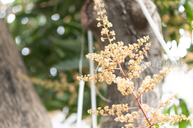 春天芒果花