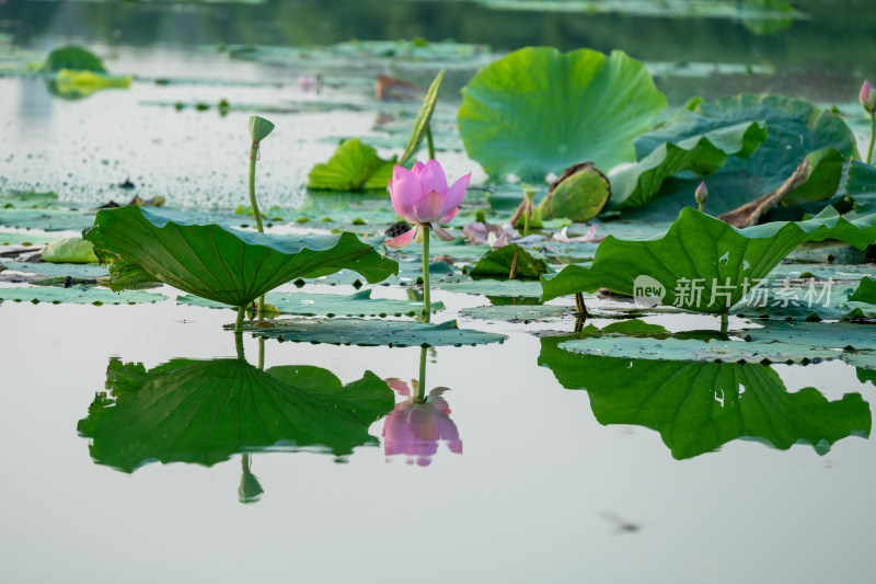 夏日池塘荷花