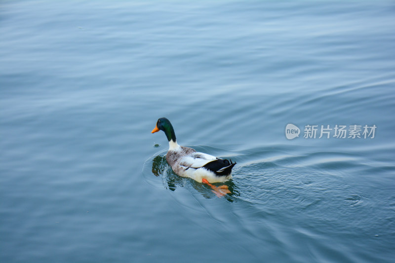 一只鸭在蓝色的湖面上