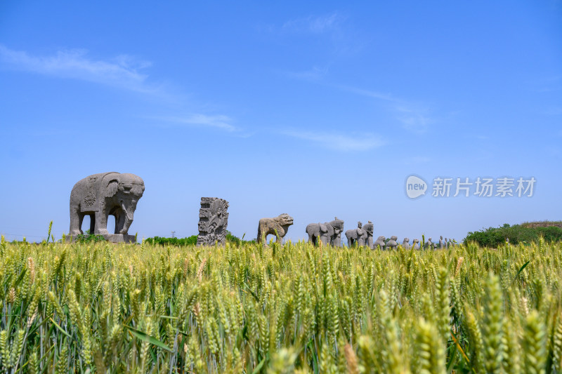 河南巩义夏季麦田里的古代宋陵石像