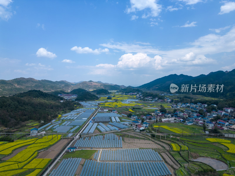 航拍美丽乡村农业农田油菜花海