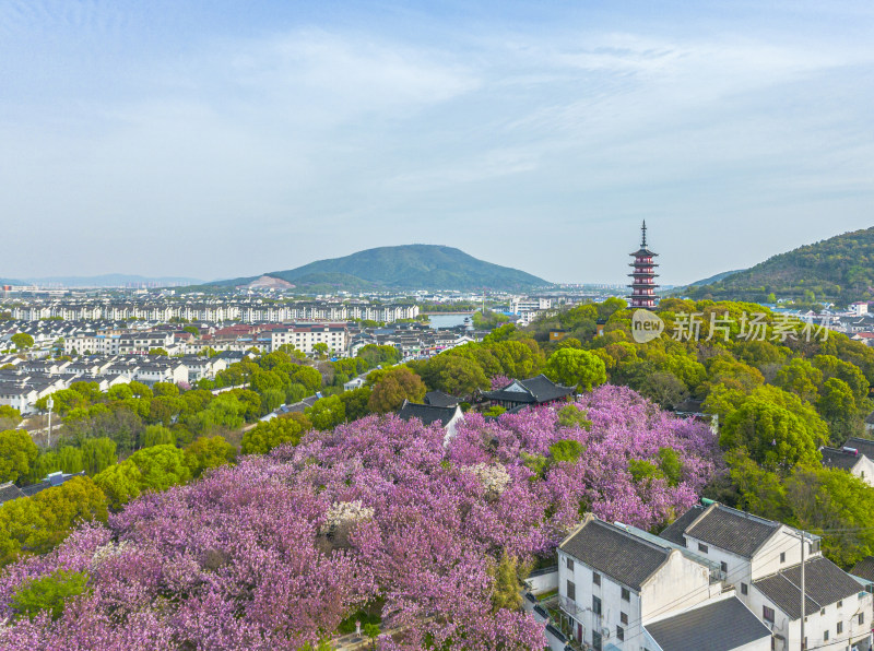 航拍苏州吴中区光福铜观音寺晚樱小桥流水