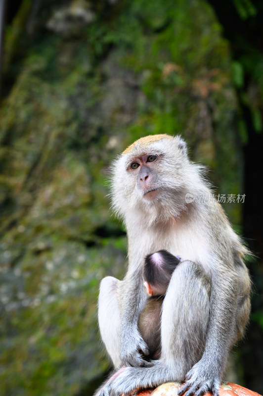 吉隆坡黑风洞的猴子