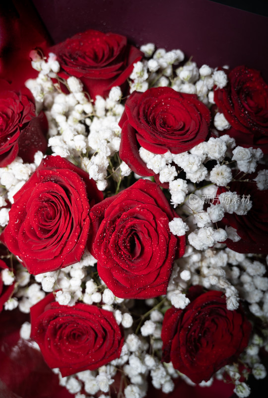 浪漫红色的玫瑰花特写