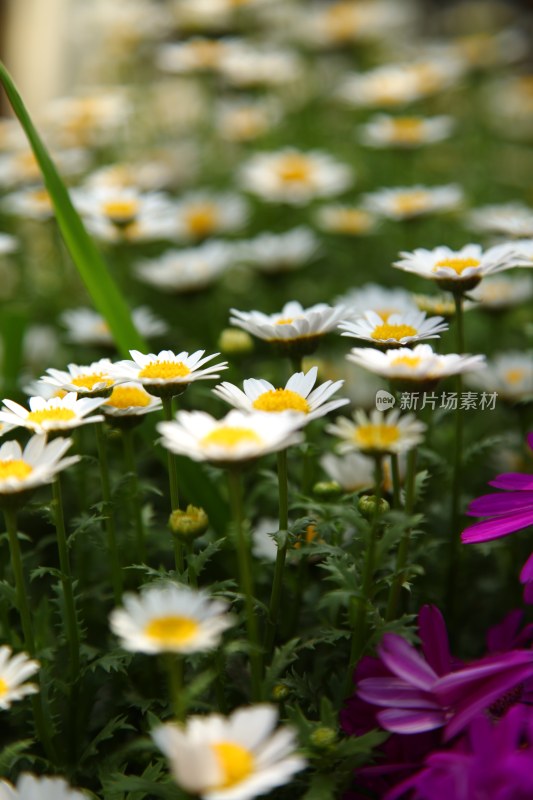 盛开的花朵