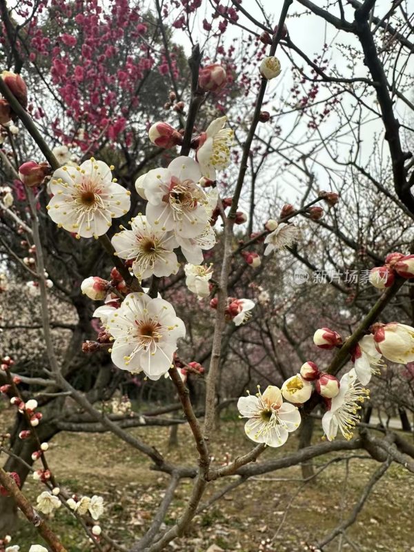 红梅中的白梅花