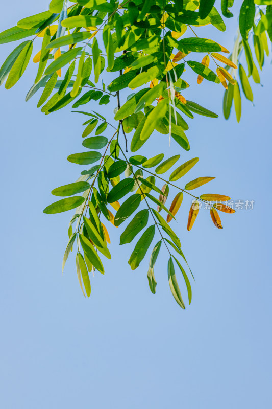 夏日阳光下的叶子