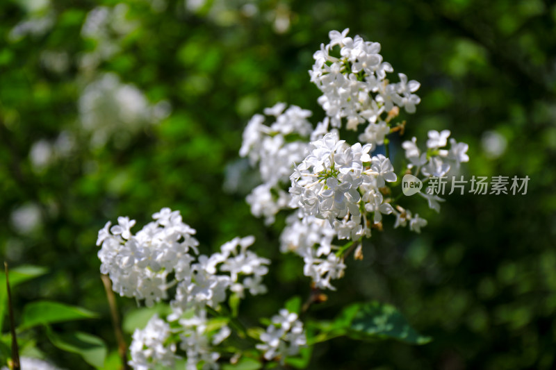 北京天坛公园丁香花