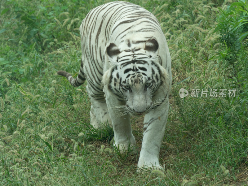 湖州龙之梦动物世界白虎