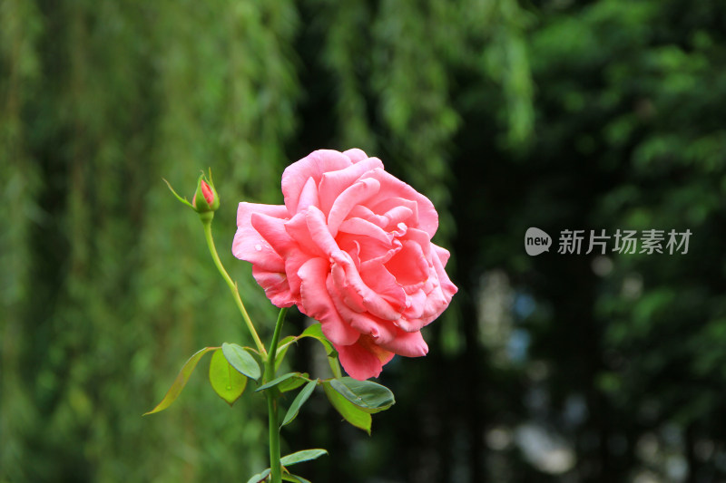 雨后新清的玫瑰花