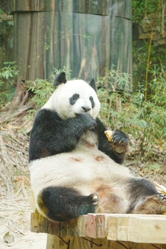 大熊猫坐着进食竹子