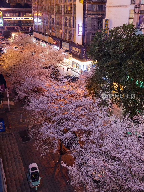 湖南常德府坪街春季樱花街道夜景