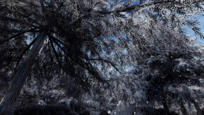 空境 冬季雪景 森林