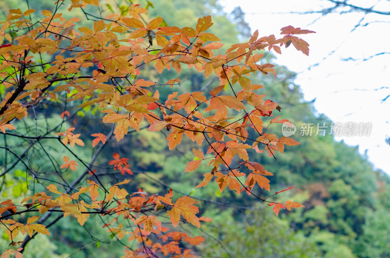 河南省洛阳白云山九龙潭秋天风景